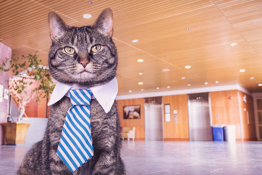 Cat in business casual