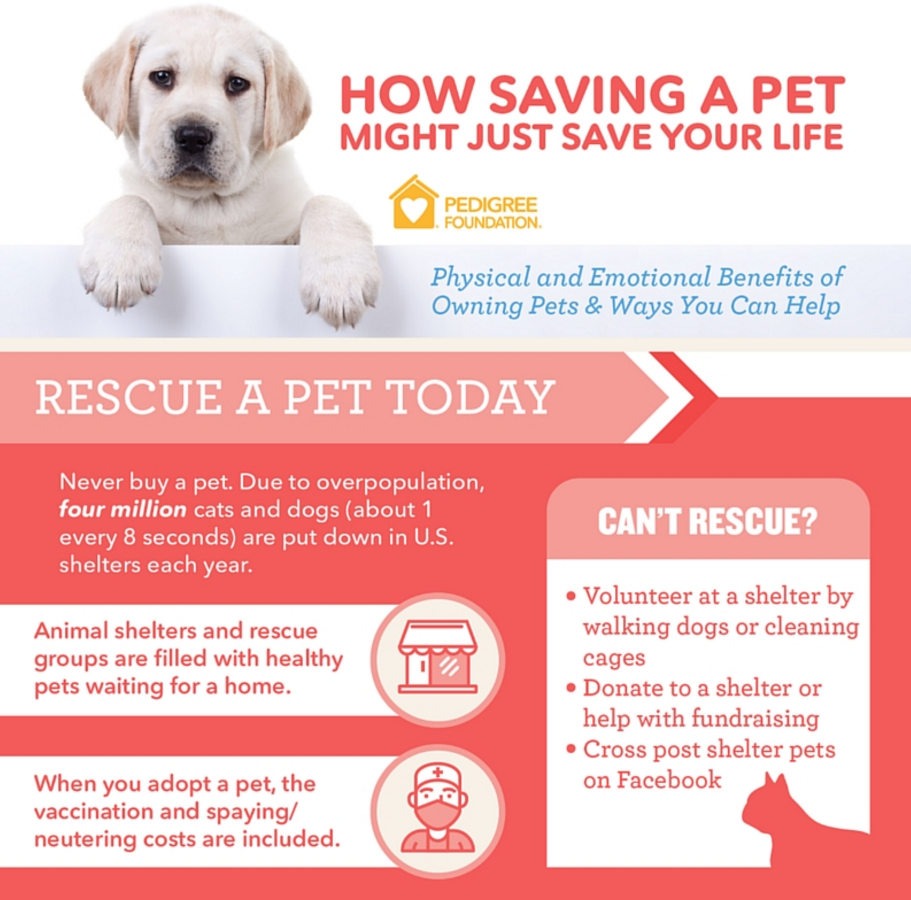 An infographic created for the PEDIGREE Foundation that illustrates how individuals can help pets in need.