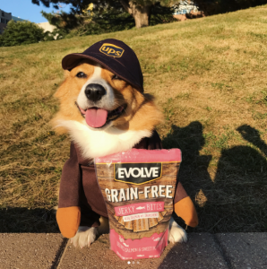 Ruby the Corgi posing with Evolve Pet Food