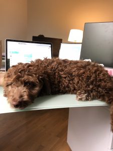 A dog relaxing on a work desk