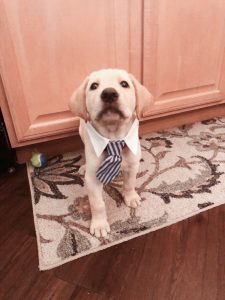 A puppy wearing a tie