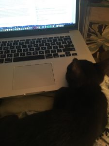 A kitten snuggling on a laptop