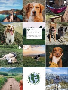 Screenshot of Camping With Dogs Instagram feed aesthetic - engagement
