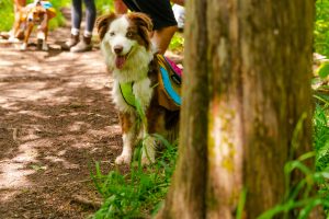 Defining a Brand: Australian Shepard dog hiking with backpack