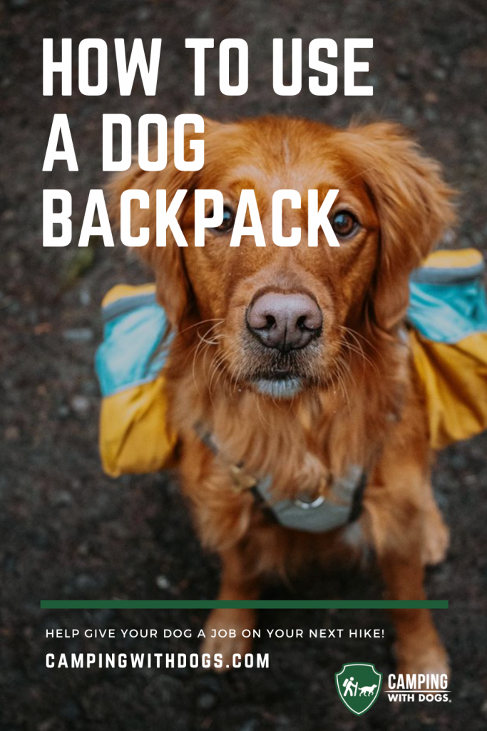 An image of a dog wearing a backpack that includes the title “How to Use a Dog Backpack.”