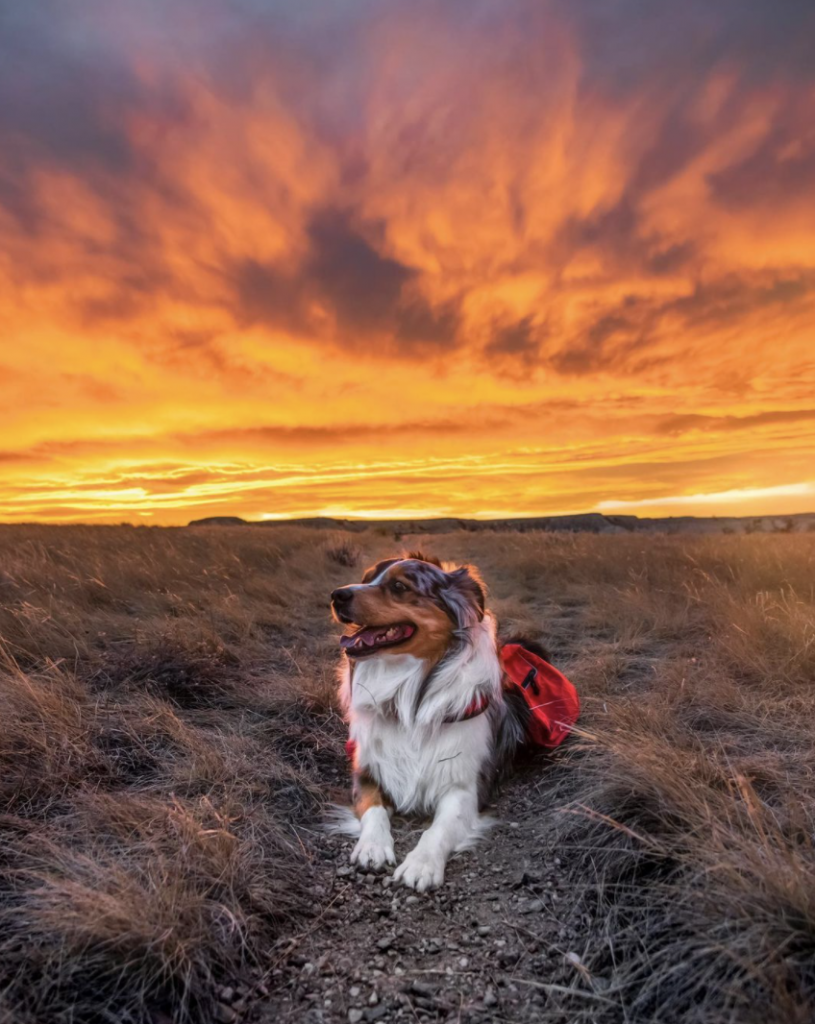 An image of a dog sitting in front of the sunset.